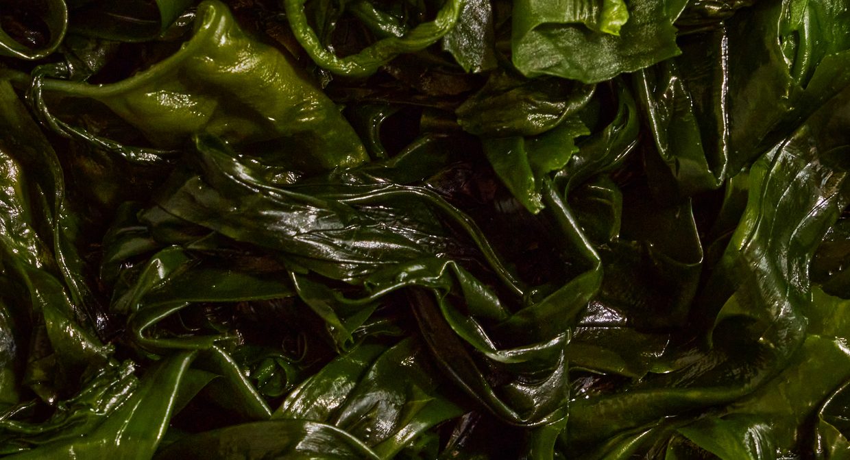 Close-up of fresh green seaweed